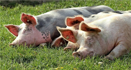 中國(guó)養(yǎng)豬網(wǎng)