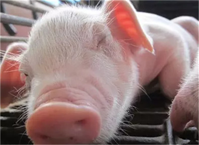 中國(guó)養(yǎng)豬網(wǎng)